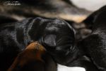 IMG_8411