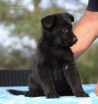 IMG_Oliver